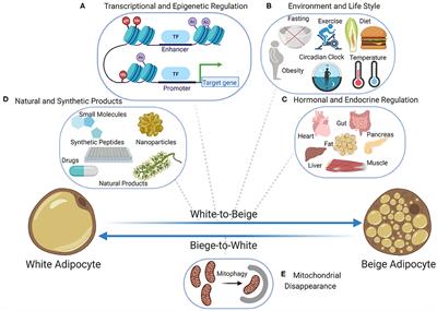 Beige Fat Maintenance; Toward a Sustained Metabolic Health